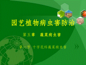 园艺植物病虫害防治十字花科蔬菜病虫害.ppt