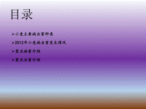 小麦主要病虫害.ppt