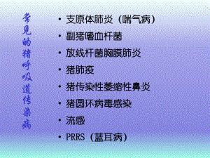 常见的猪呼吸道传染病.ppt
