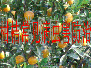 柑橘常见病虫害.ppt