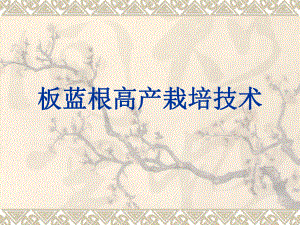 板蓝根栽培技术.ppt