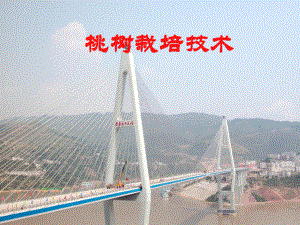 桃树的栽培技术.ppt