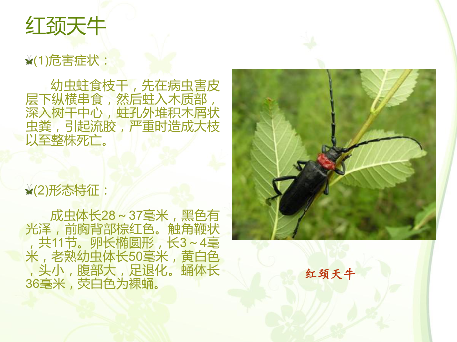 樱桃病虫害管理.ppt_第3页