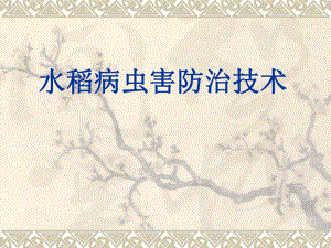 水稻病虫害防治.ppt