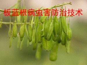 板蓝根病虫害防治技术.ppt