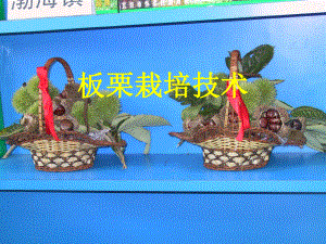 板栗栽培技术.ppt