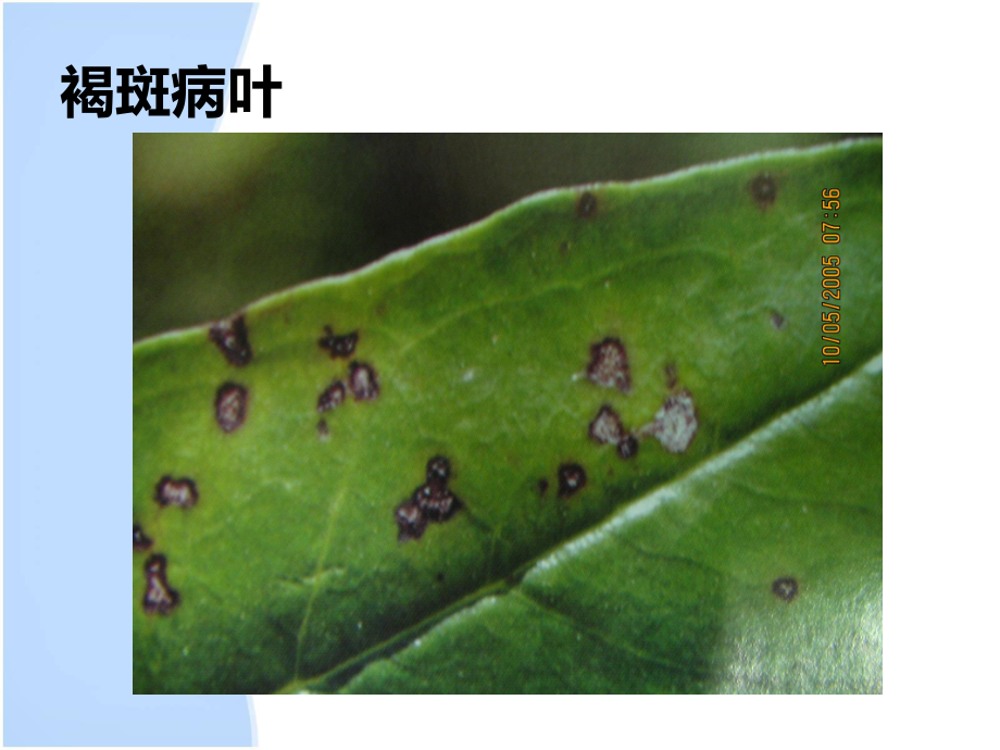 石榴病虫害防治.ppt_第3页