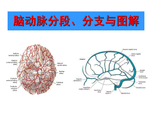 脑部血管解剖图解影像学.ppt