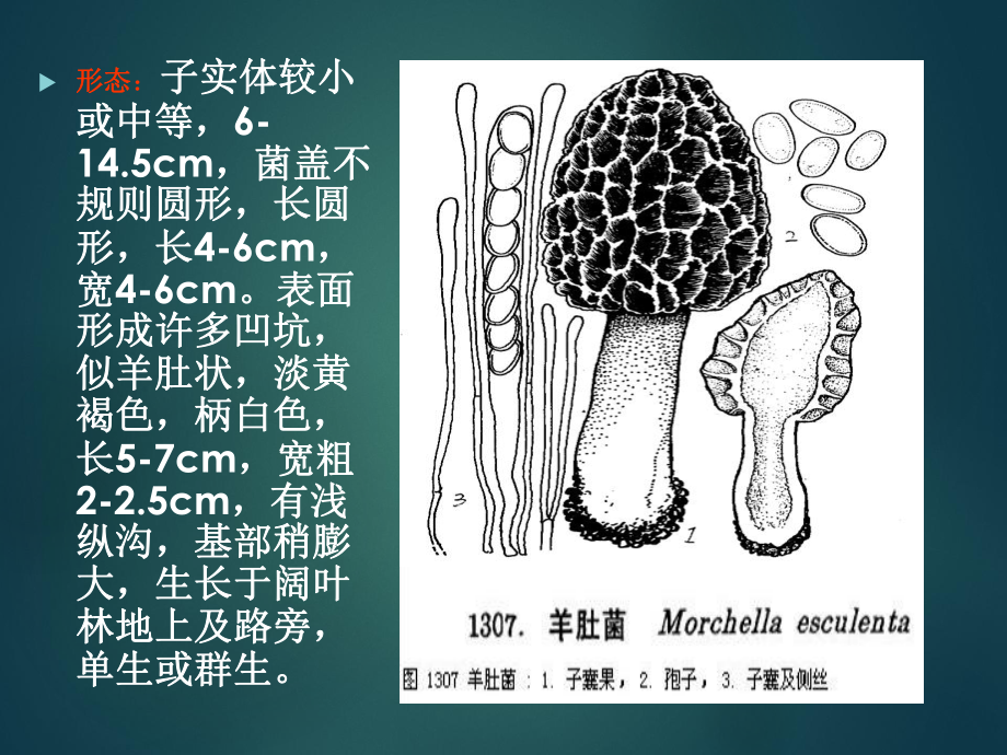 羊肚菌的栽培技术.ppt_第3页