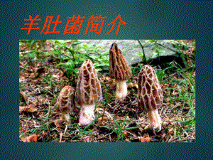 羊肚菌的栽培技术.ppt
