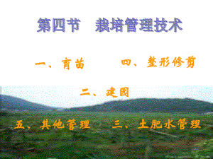 葡萄栽培技术.ppt