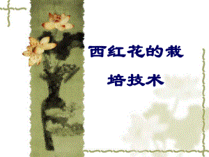 西红花栽培技术.ppt