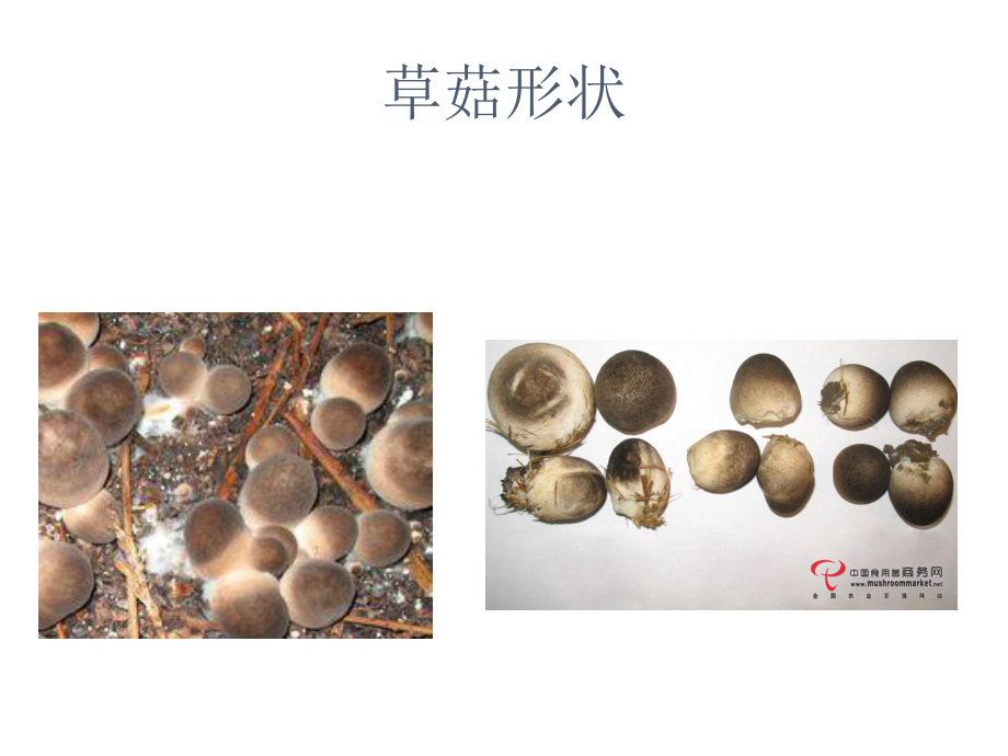 草菇栽培技术.ppt_第2页