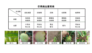芒果病虫害防治手册.ppt