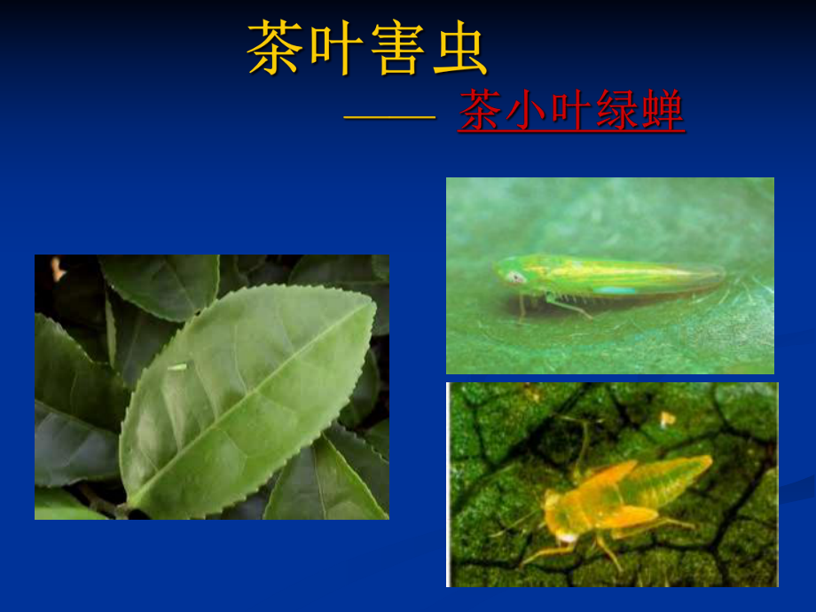 茶叶病虫害防治.ppt_第3页