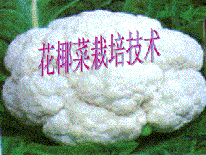 花椰菜栽培技术.ppt