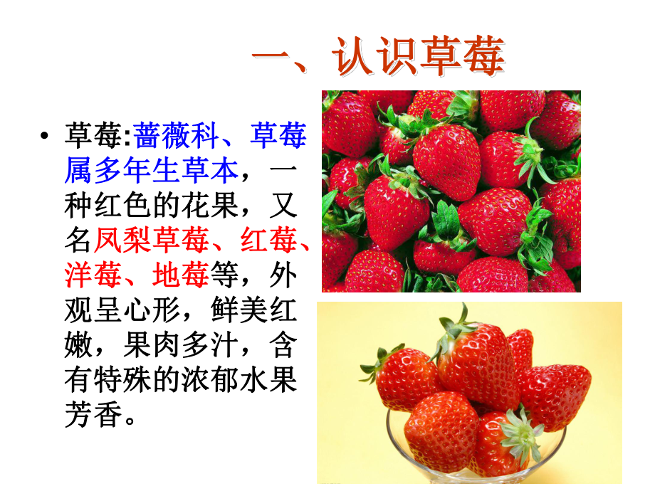 草莓高效栽培技术.ppt_第3页