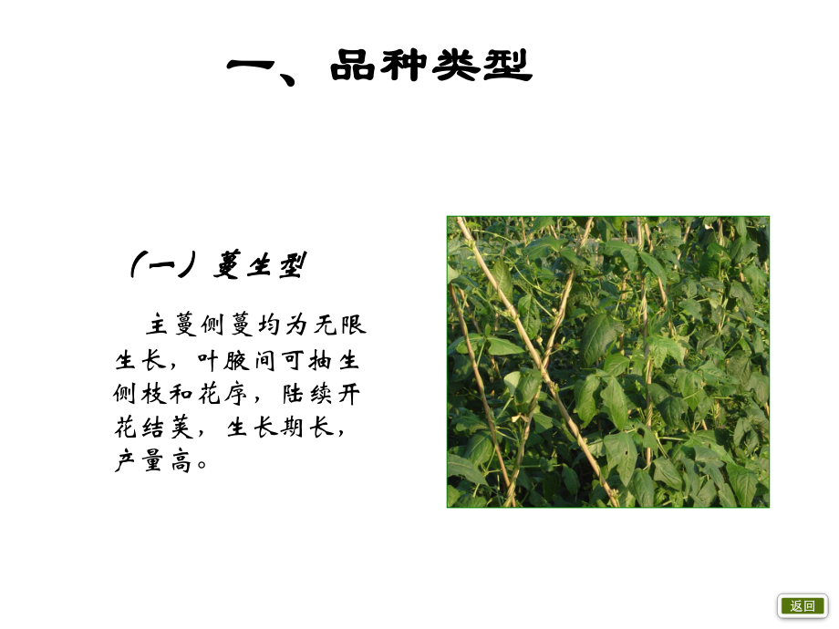 豇豆栽培技术.ppt_第3页