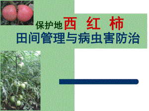 西红柿主要病虫害及其防治.ppt