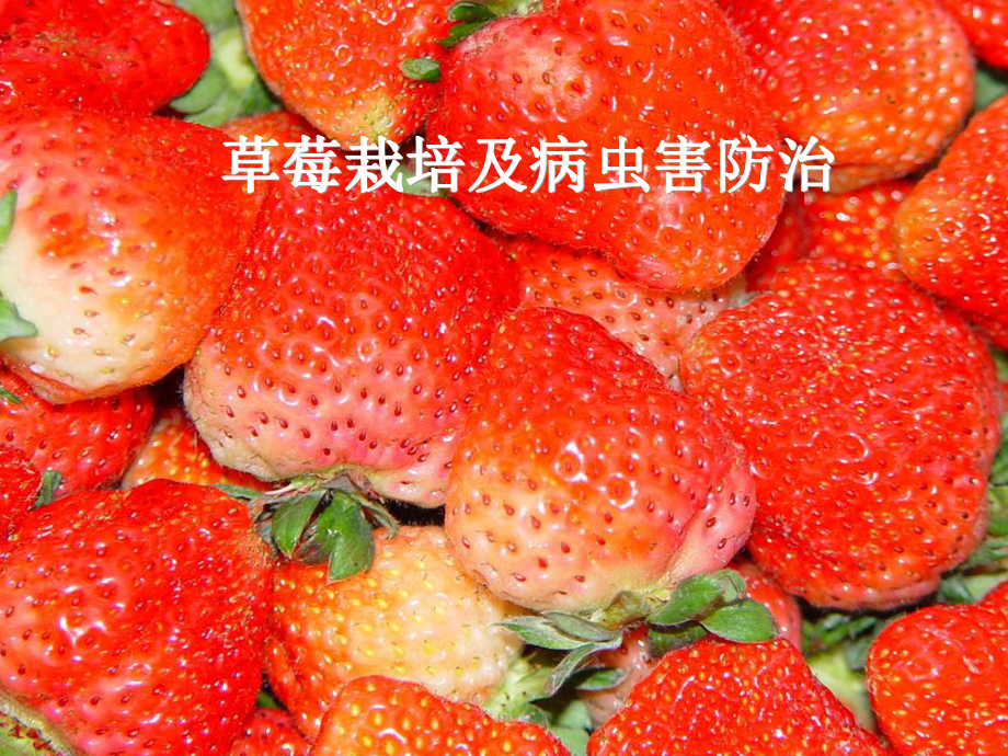 草莓栽培及病虫害防治.ppt_第1页