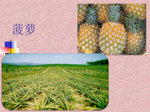 菠萝施肥技术及病虫害防治.ppt