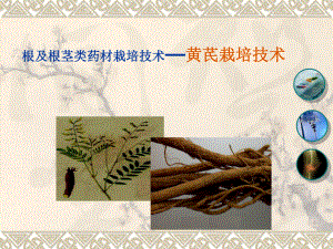 黄芪的栽培技术.ppt