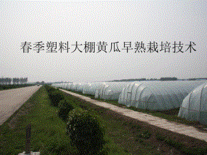 黄瓜栽培技术.ppt