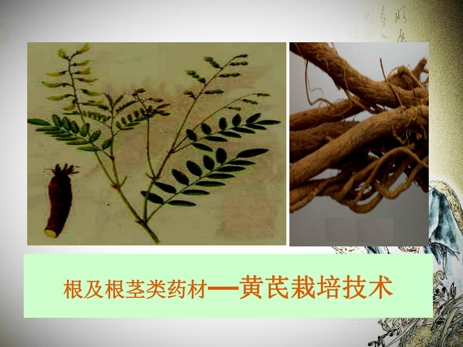 黄芪的栽培技术.ppt_第1页