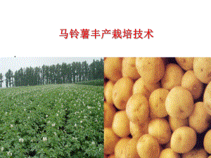 马铃薯栽培技术.ppt