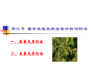 马铃薯病虫害.ppt