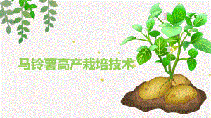马铃薯高产栽培技术.ppt