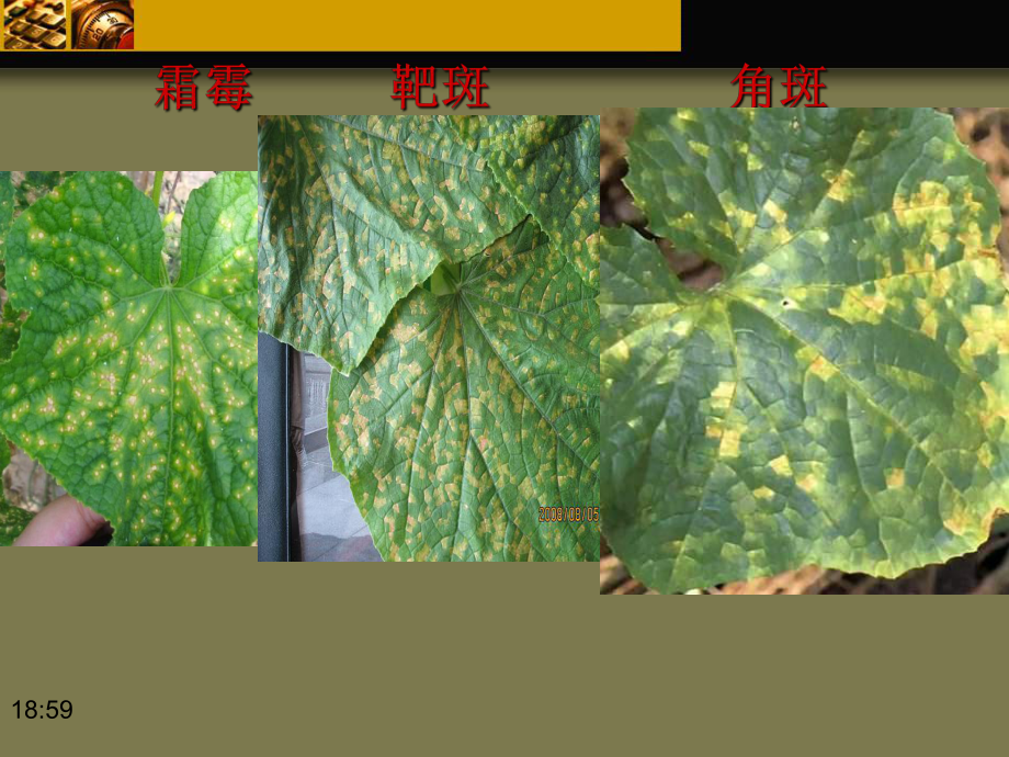 黄瓜病虫害防治用.ppt_第2页