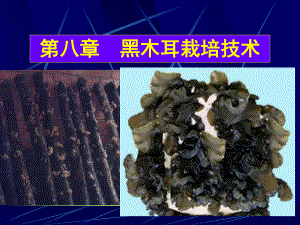 黑木耳栽培技术.ppt
