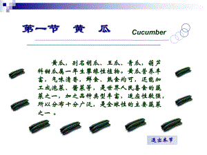 黄瓜栽培技术.ppt