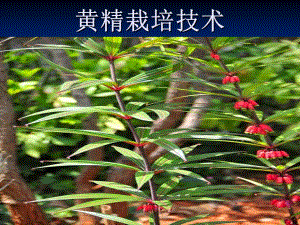 黄精栽培技术.ppt