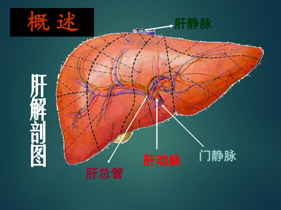 《生物化学：肝胆生物化学》.ppt_第2页