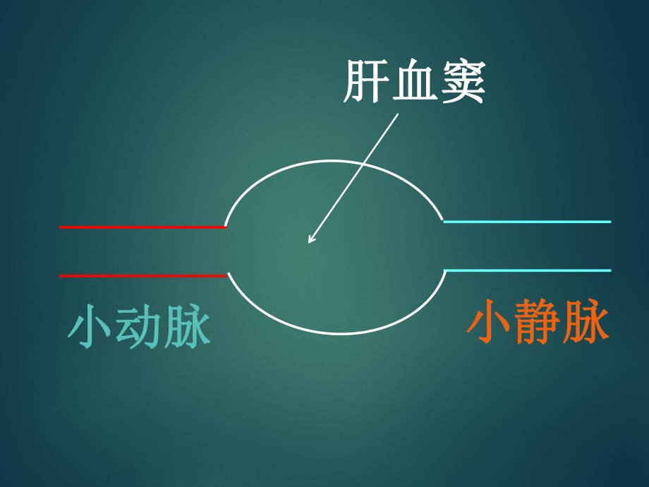《生物化学：肝胆生物化学》.ppt_第3页