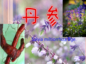 丹参栽培技术.ppt