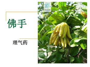 佛手功效主治、临床应用.ppt