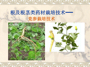 党参的栽培技术.ppt