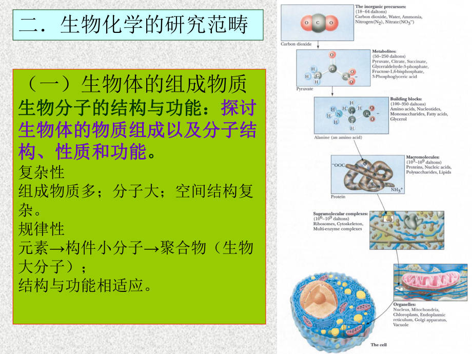 食品生物化学课件.ppt_第3页