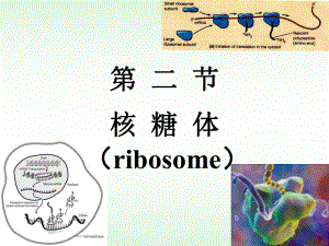 11核糖体细胞生物学.ppt