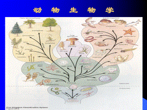 动物的生物学.ppt