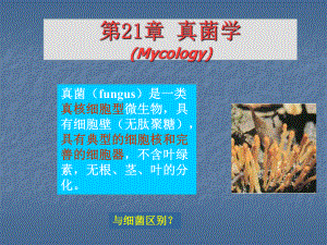 医学真菌学PPT课件.ppt