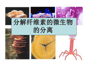 分解纤维素的微生物的分离.ppt