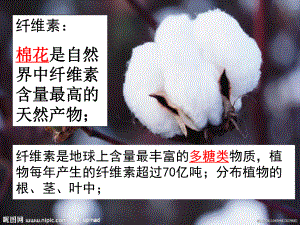 分解纤维素的微生物的分离.ppt