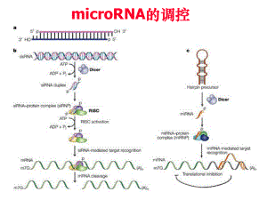 发育生物学——microRNA.ppt