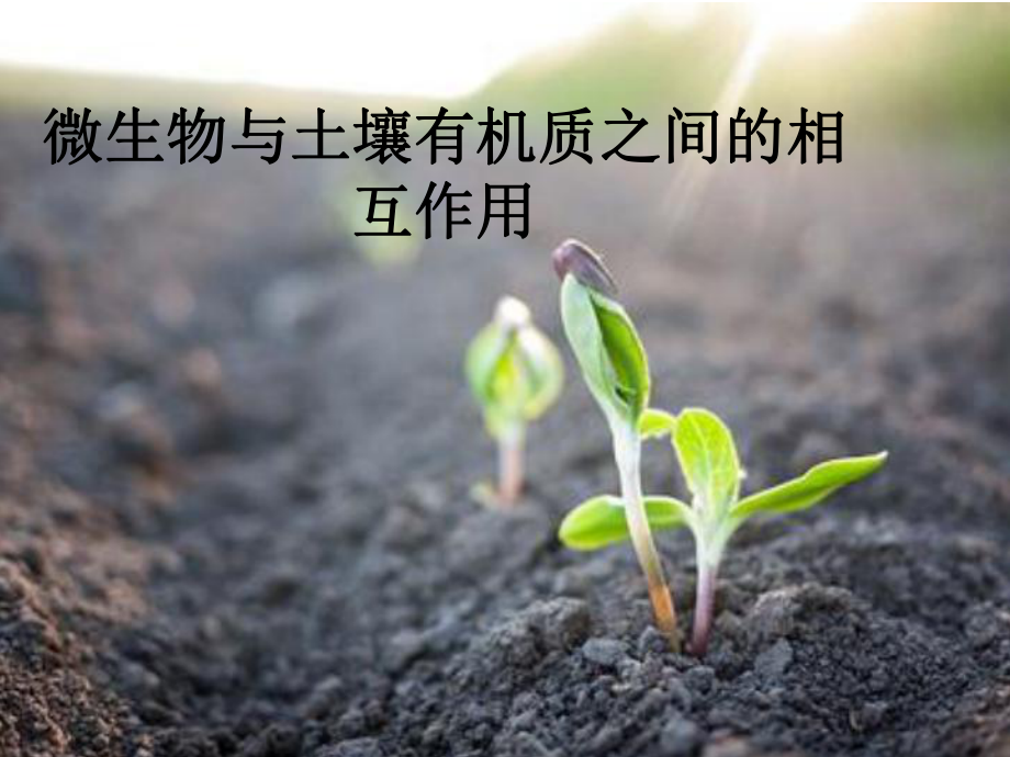 土壤微生物与有机质.ppt_第1页