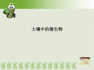 土壤中的微生物.ppt