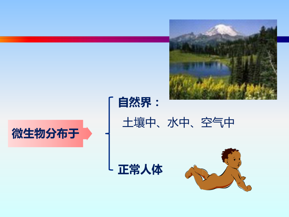 微生物的分布(精).ppt_第2页